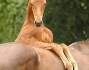 The 2017 Oldenburg Summer Meeting: a Breeders Course where you Learn from the Best :: Photo © Kiki Beelitz