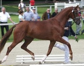 Rebelle, Champion ofthe 2007 Oldenburg Elite Mare Show in Rastede :: Photo © Ridehesten.com