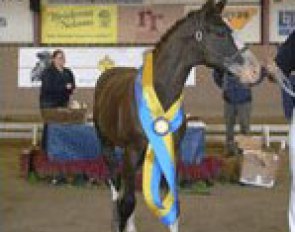 Foal Champion Luxus (by Florencio x Bolero)