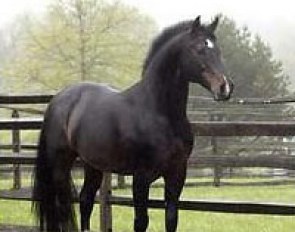 Contango at Iron Spring Farm
