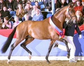 Sieger Hit (by Sandro Hit x Donnerhall), 2007 Oldenburg Licensing Champion :: Photo © Ridehesten