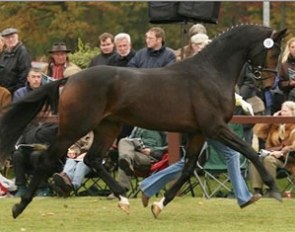 Soliman de Hus (by Sandro Hit x Donnerhall) :: Photo © Ridehesten.com