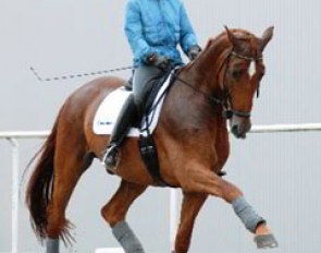 Nadine Capellmann schooling Elvis in the rain