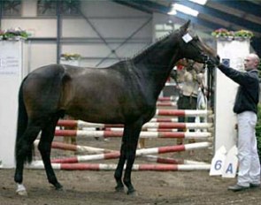 Adjan, champion of the 2008 AES Stallion Licensing