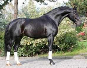 Sandrohall (by Sandro Hit x Donnerhall)