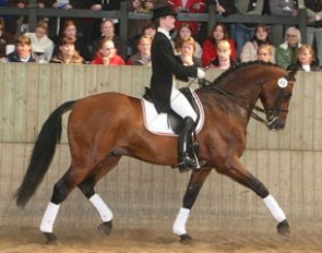 Solos Landtinus at a private stallion show in Denmark :: Photo © DVB