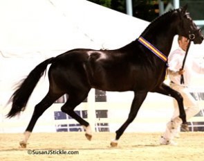 Starlight, 2008 Grand Champion at the Devon Breed Show :: Photo © Sue Stickle