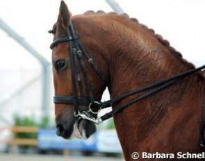 Unhappy horse