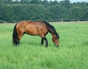 Afrikka retired to the field