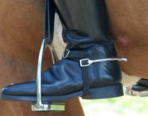 2007 European Pony Champion Dornik B was eliminated from the Championships because the stallion had bloody spurmarks on his sides. This is not allowed by the FEI and the combination was not allowed to compete