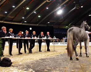 The 2008 Danish warmblood stallion licensing in Herning