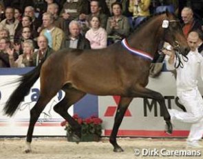 Ajong (aka Ampere), champion of the 2008 KWPN Stallion Licensing :: Photo © Dirk Caremans