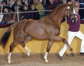 Sir Nymphenburg, champion of the 2008 South German Stallion Licensing