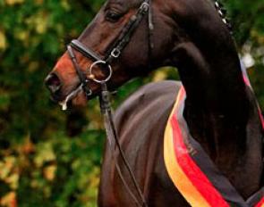 Iskander at the 2008 Trakehner Stallion Licensing :: Photo © Jutta Bauernschmitt
