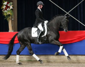 Don Jovi at the 2008 NRPS Stallion Licensing :: Photo © Sandra Nieuwendijk