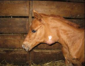 Weanling with strangles :: Photo courtesy Dr. Steve Berkowitz