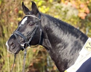 De Niro, Hanoverian Stallion of the Year 2008