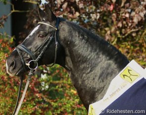 De Niro, Hanoverian Stallion of the Year 2008 :: Photo © Ridehesten.com