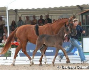 Ella & Elvis' new nephew (by Dancier) run in hand by Tessa Pfeil (Christian's daughter)