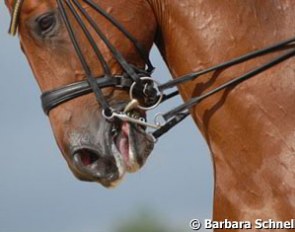 This horse also has his mouth and tongue blue. Trained by the same person