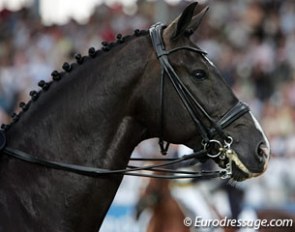 Jordi Domingo's Prestige (by Ferro x Farmer) :: Photo © Astrid Appels