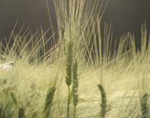 The "Fields of Gold" next to the parking lot in Balve