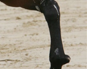 Strange bump on horse's cannon bone