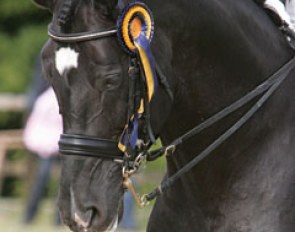 Danish Marie Louise Larsen's gorgeous stallion Romar