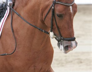 Rikke Lindberg's Brooklands Moonwalker. They lost many points for the pony sticking out his tongue. Pity