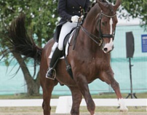Katharina Winkelhues on her new young riders' horse Big Albert (by Brentano II)