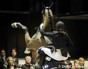Dangerously rearing stallion :: Photo © Dirk Caremans
