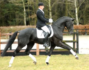 Johannes Westendarp on Lone Boegh Henriksen's Hanoverian licensed stallion Hoftanz (by His Highness x Rotspon) :: Photo © Kiki Beelitz