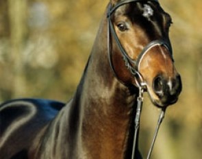 Lorenzio (by Londonderry x Pik Senior)