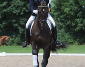 Christine Nolden on Peter Jan Schluschen's Hanoverian mare Sanubi (by Sandro Hit x Rubinstein) :: Photo © Barbara Schnell