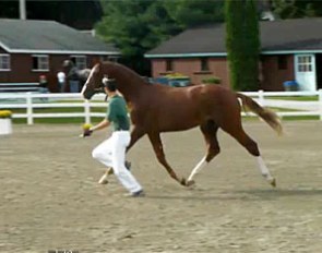 Perfect Qredit, Grand Champion of the 2009 Devon Breed Show