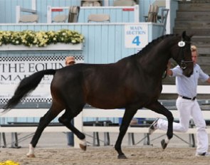 Iron Spring Farm's Rabiola :: Photo © Bill Wertman