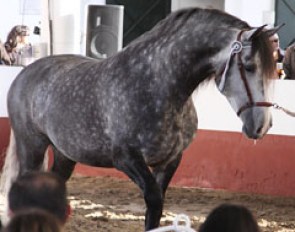 Parnaso, a young Fuego son, offered at auction at Cardenas' Stud.