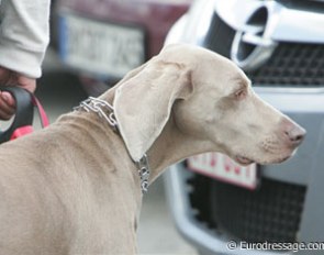 A final animal welfare note: Look at this gorgeous Weimaraner with a cruel pinch collar. If you can't control your dog, go to a professional positive (!) dog trainer instead of putting such a horrible collar on!