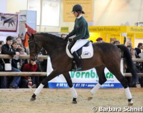 A rider demonstrating that basic dressage can be ridden in a show jumping saddle.
