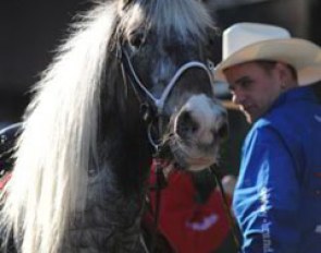 A cowboy and his pony