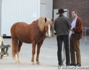 When Blaha did an interview outside the great arena later, one of his ponies just waited next to him without halter or bridle