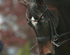Italian Stefano Blasi has his Partyking wear an Italian browband
