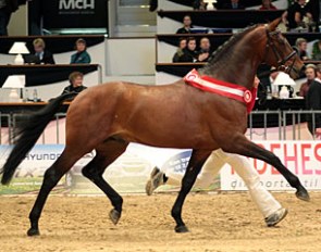 L'Espoir, champion of the 2009 Danish Warmblood Stallion Licensing :: Photo © Ridehesten