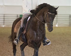 Edward Gal has brought Dutch stallion Wynton (by Jazz) for a young horse demo. Gal is the only rider training his horse with a helmet!