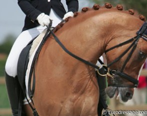 No no, not the way to go at a show! German Theresa Bausch was pulling her Dornik Double from left to right while travelling the ring.