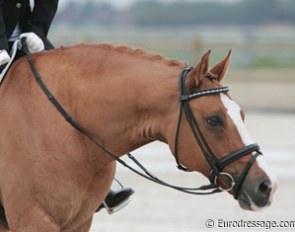 Nynne Ebbenaes' Proud Don Caruso