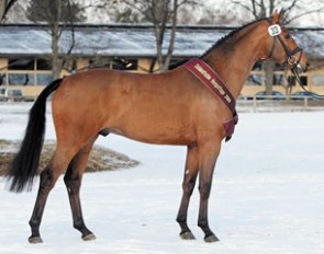 Sir Schiwago (by Sir Donnerhall I x Lanciano)