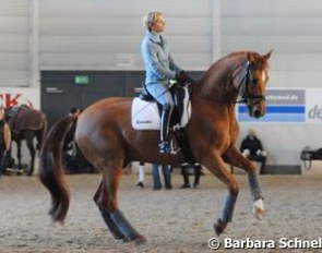 Capellmann schooling Elvis