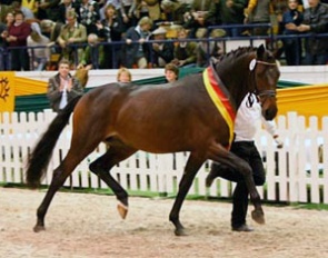Kentucky, champion of the 2009 Trakehner Stallion Licensing