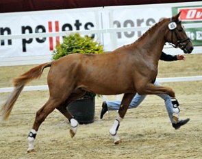 Quantchen Gluck (by Quaterback x Kolibri), 2009 Licensing Champion in Brandenburg